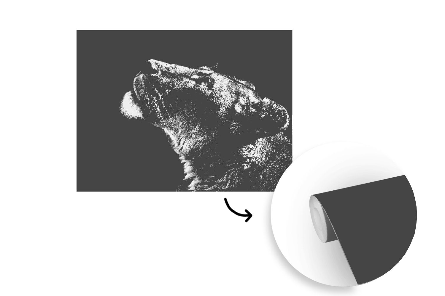 Wandtapete Schwarz Löwe (5 - Montagefertig MuchoWow für Matt, - und Tapete Vinyl weiß, St), bedruckt, Wohnzimmer, Tiere Fototapete