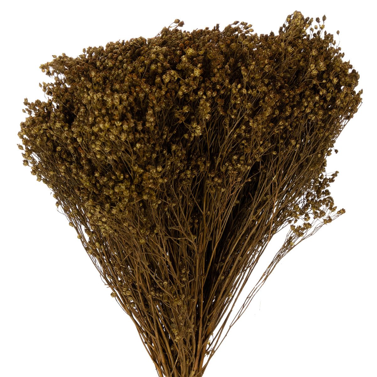 Trockenblume Trockenblumen für Dekoration Kränze und Gestecke, Florists Products, Höhe 48.0 cm