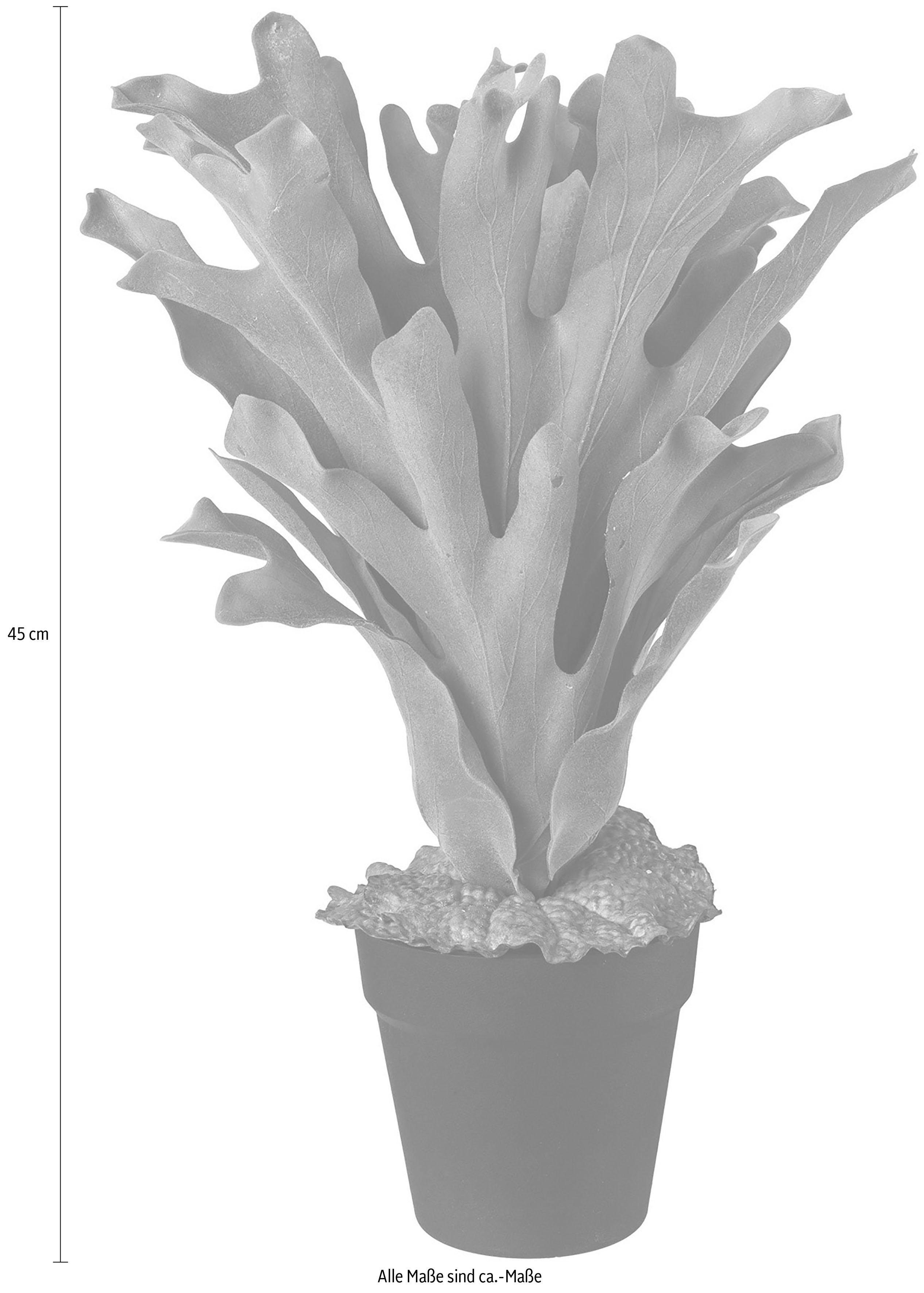 Künstliche Zimmerpflanze, Creativ green, Höhe 45 cm günstig online kaufen