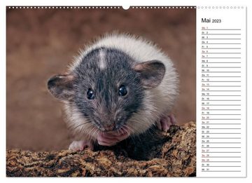 CALVENDO Wandkalender Ratten. Kleine Nager, großes Herz. (Premium, hochwertiger DIN A2 Wandkalender 2023, Kunstdruck in Hochglanz)