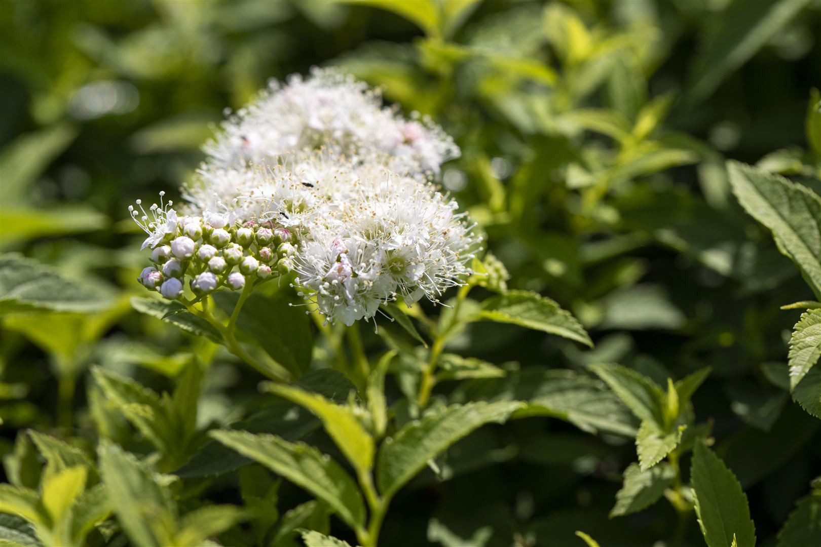 Pflanzen für Dich Gehölze Spiraea jap. Albiflora, 1 St., Japanischer Spiers günstig online kaufen