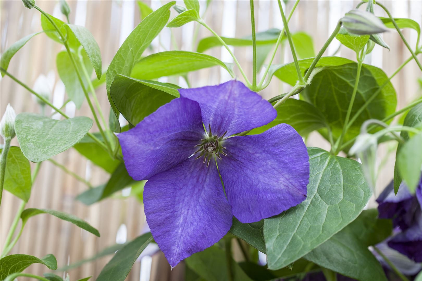Pflanzen für Dich Kletterpflanze Clematis Hybride Jackmanii, 1 St., Waldrebe, Clematis, violettblühend, kletterpflanze