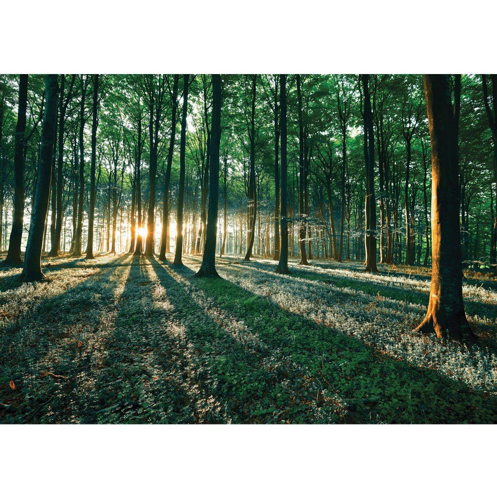 Sonnenuntergang liwwing liwwing Bäume no. 641, Wald Wald Wiese Fototapete Fototapete