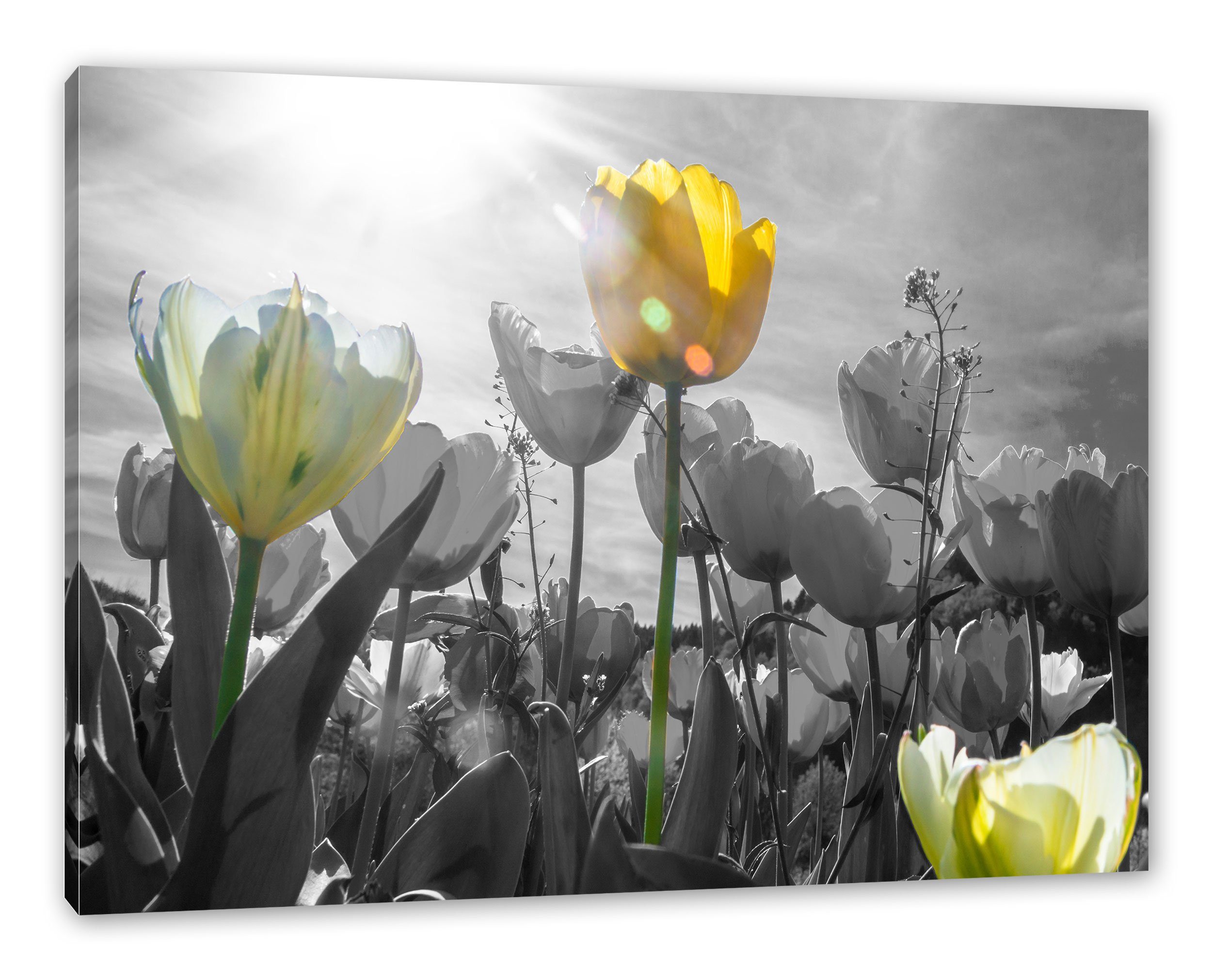 Pixxprint Leinwandbild wunderschöne Tulpenwiese, wunderschöne Tulpenwiese (1 St), Leinwandbild fertig bespannt, inkl. Zackenaufhänger | Leinwandbilder