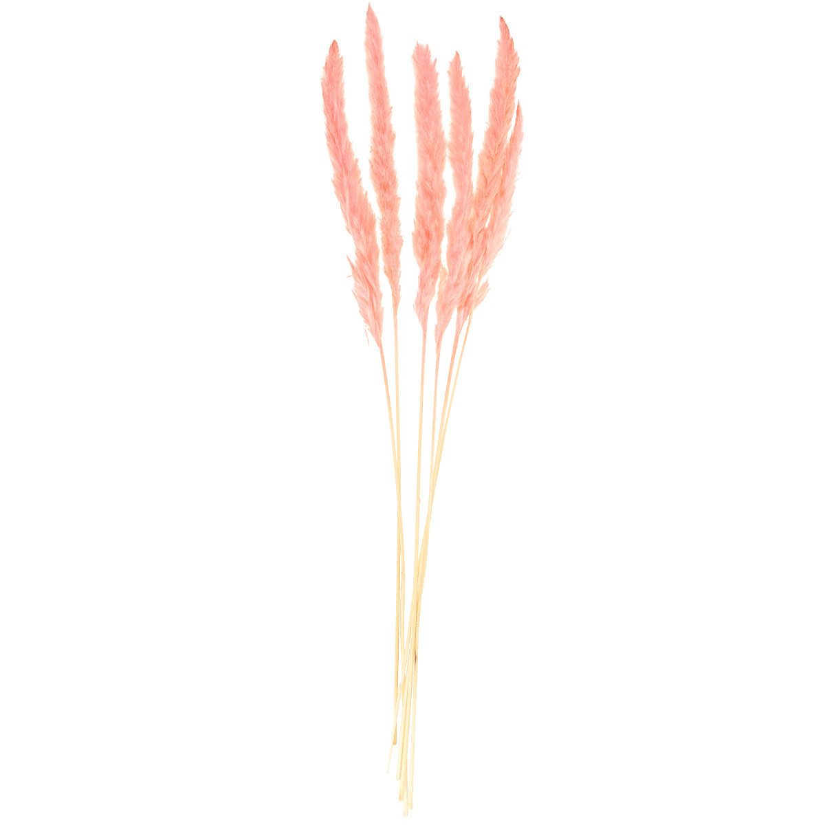 Trockenblume Pampasgras Deko Rosa, Trockenblumen Boho-Style 72cm 6St, DIJK, Höhe 75 cm