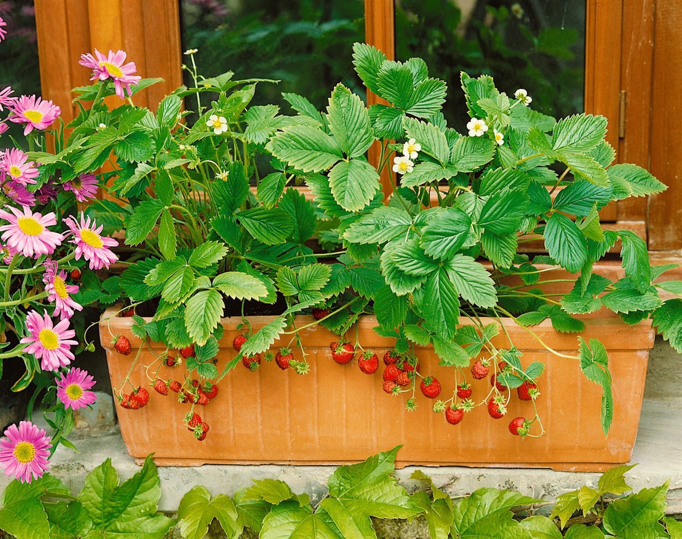 Pflanzen für Dich Obstpflanze Fragaria vesca Rügen, 1 St., Wald-Erdbeere, Monatserdbeere, Rügen-Erdbeere, immertragend, aromatisch