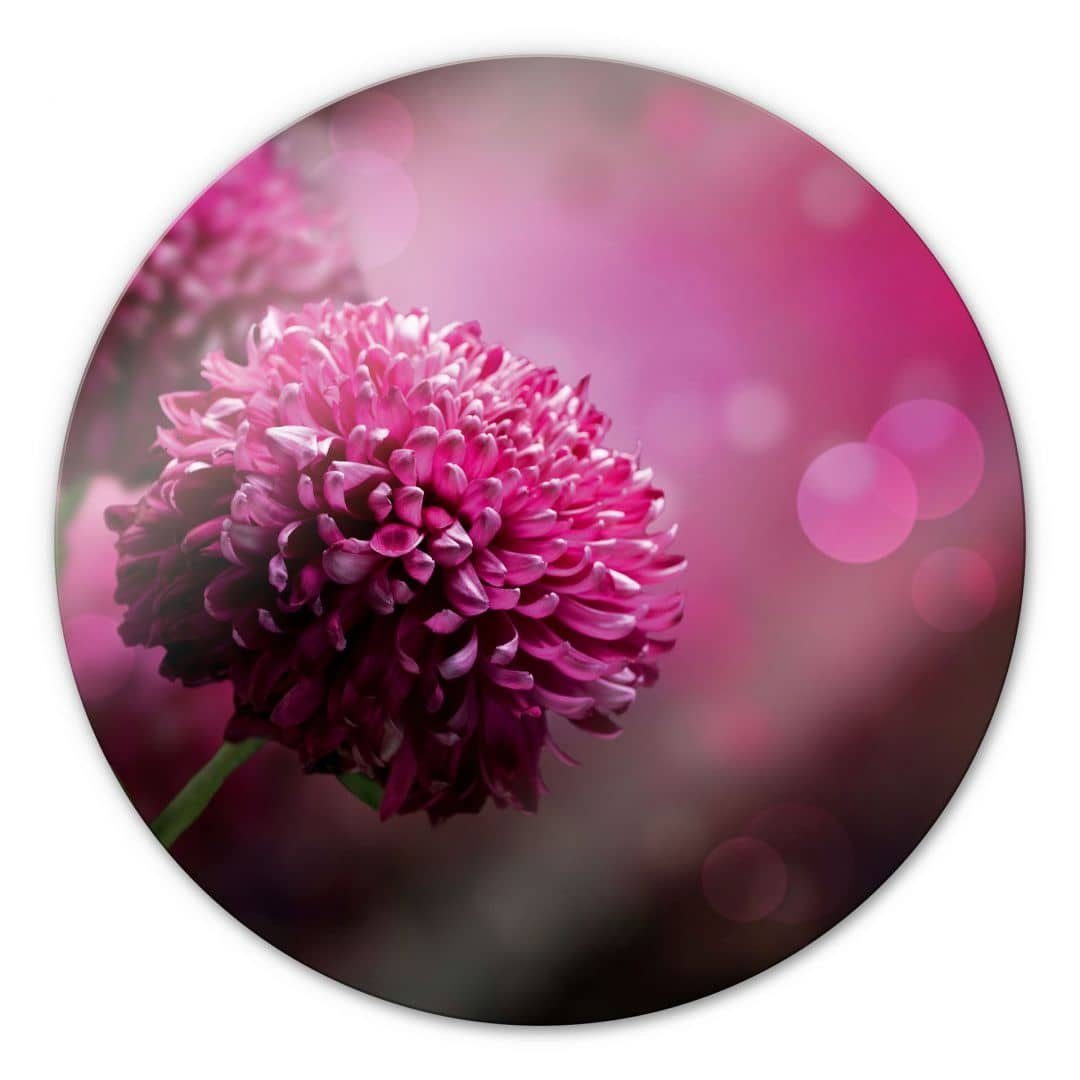 K&L Wall Art Gemälde Glas Wandbild Rund Glasbild Pink Fotokunst floral Dahlie Blume, Wandschutz Deko Bilder