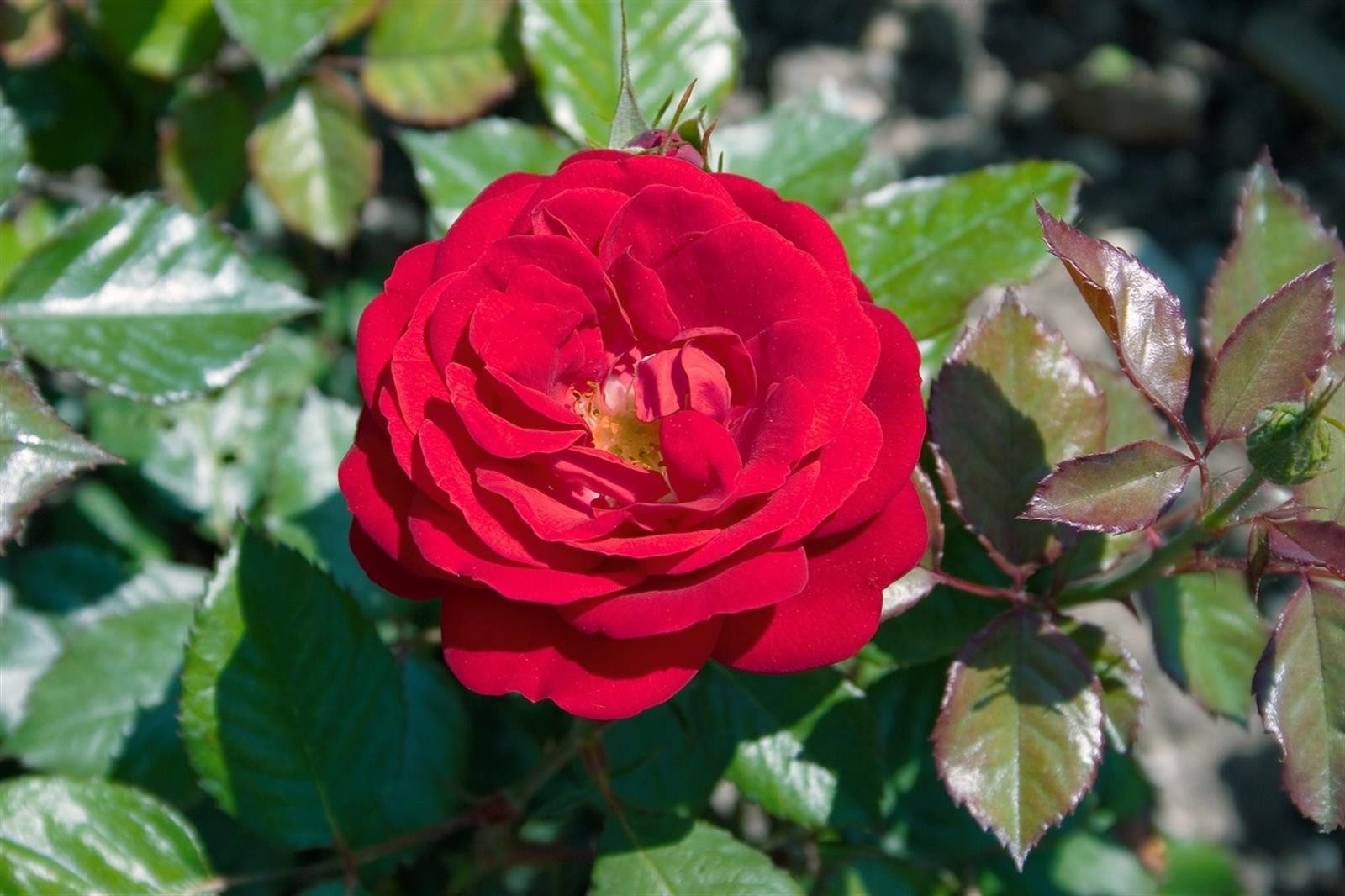 Pflanzen für Dich Rose Rosa Mariandel