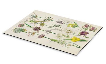 Posterlounge Alu-Dibond-Druck Sowerby Collection, Wildblumen, Fig. 1281-1300, Klassenzimmer Vintage Illustration
