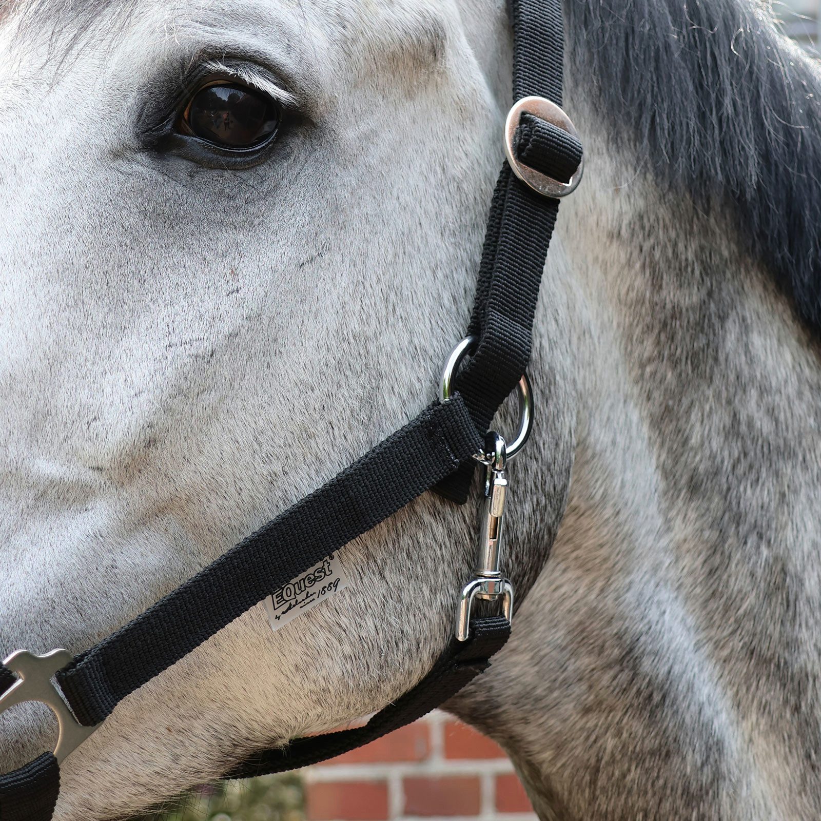 EQuest Halfter Halfter Regular Plus aus Polypropylen, schwarz, M / Vollblut / Cob, 100 % Polypropylen