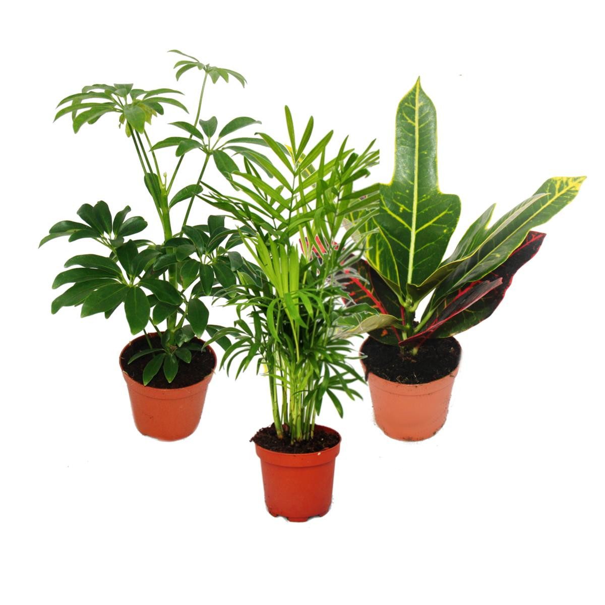 Exotenherz Zimmerpflanze Zimmerpflanzen Set mit 3 Pflanzen - Typ 1- 9cm