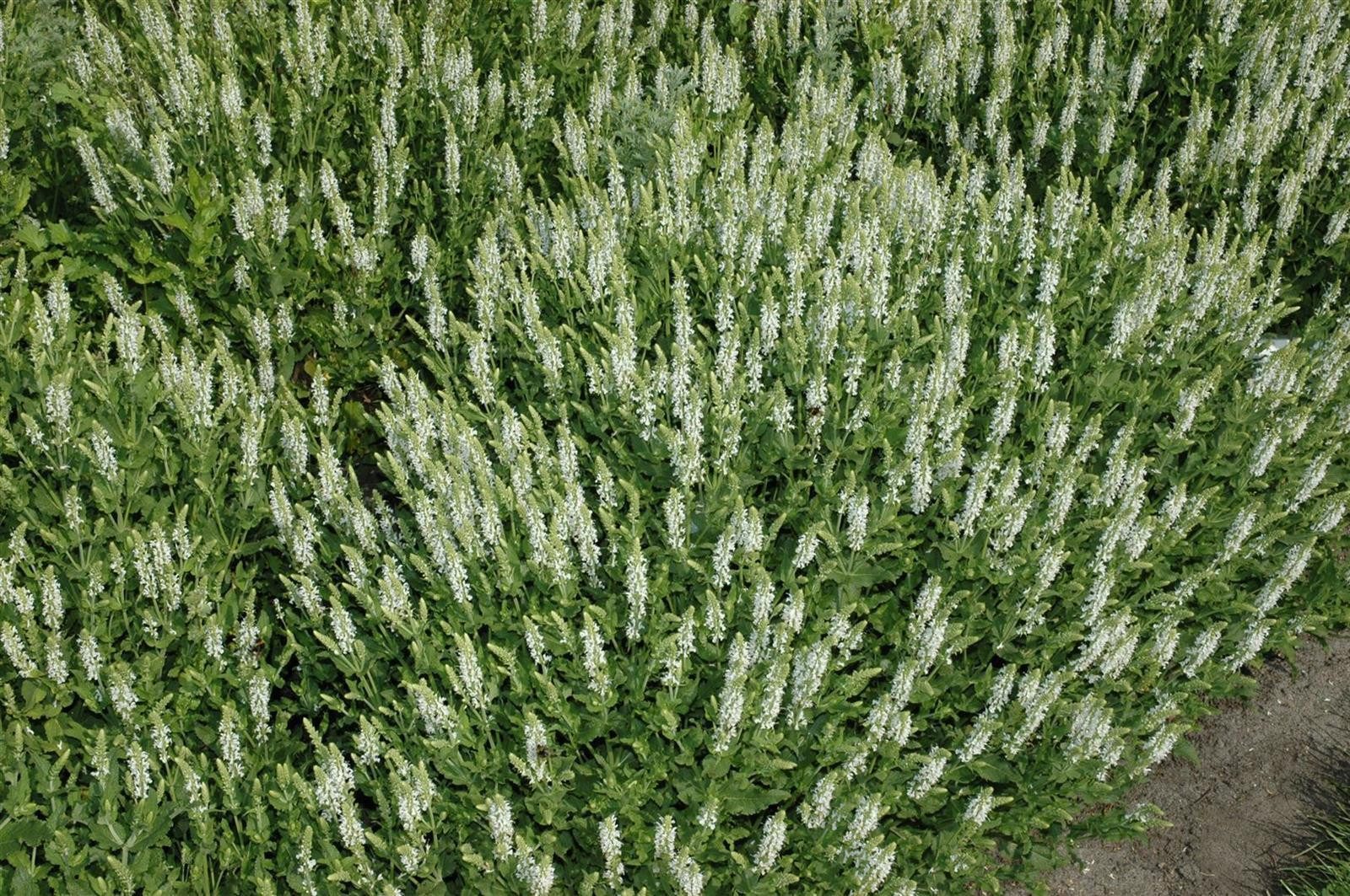 Pflanzen für Dich Staude Salvia nemorosa Schneehügel, 1 St., Steppen-Salbei, Wiesensalbei