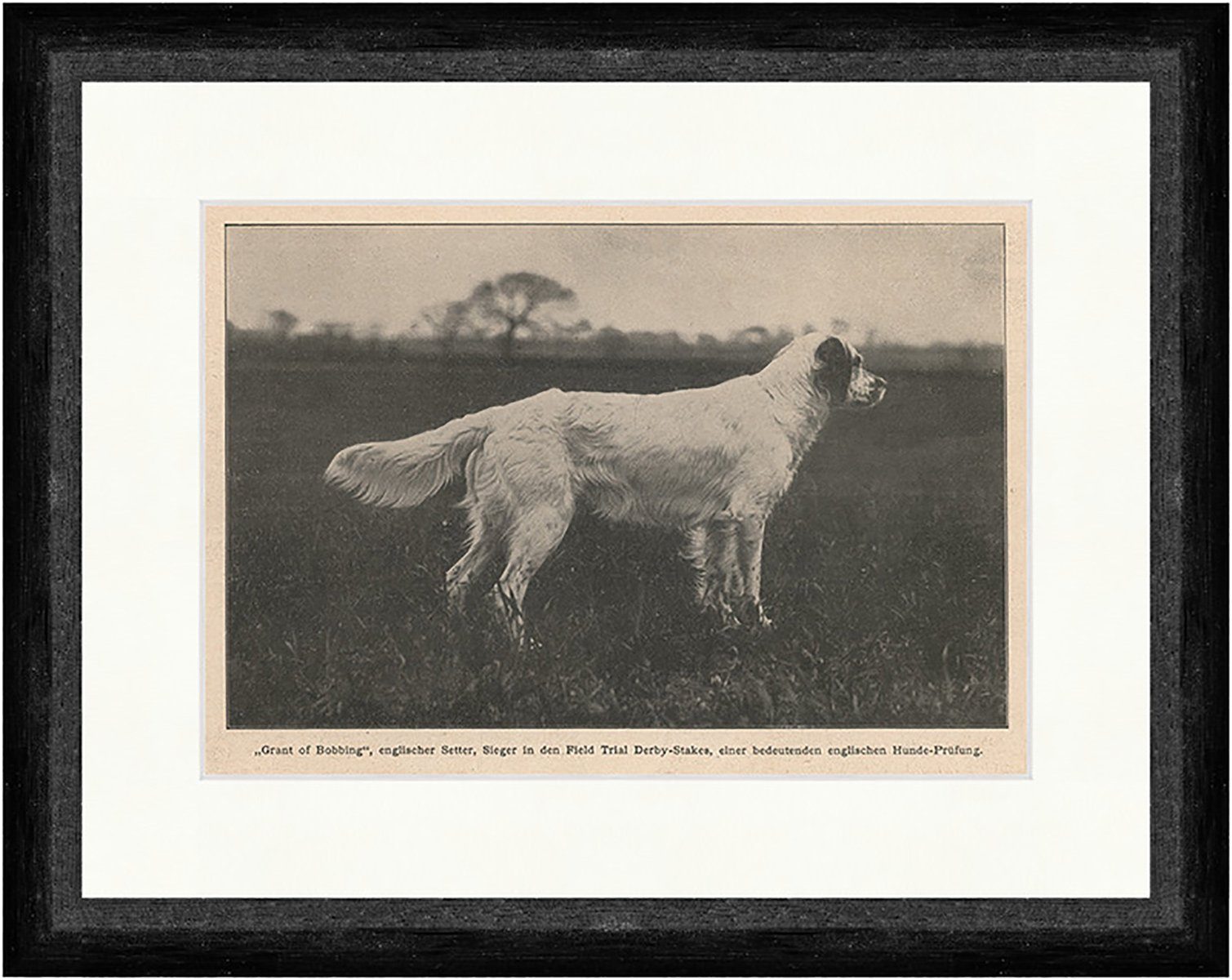 Kunstdruck Grant of Bobbing, englischer Setter Hunde Zucht Tiere F_Vintage 00631