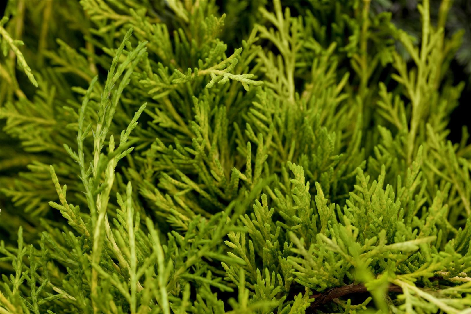 Pflanzen für Dich Konifere Juniperus media Golden Saucer, 1 St., Gold-Wacholder, Zwergwacholder, goldgelb, flachwachsend