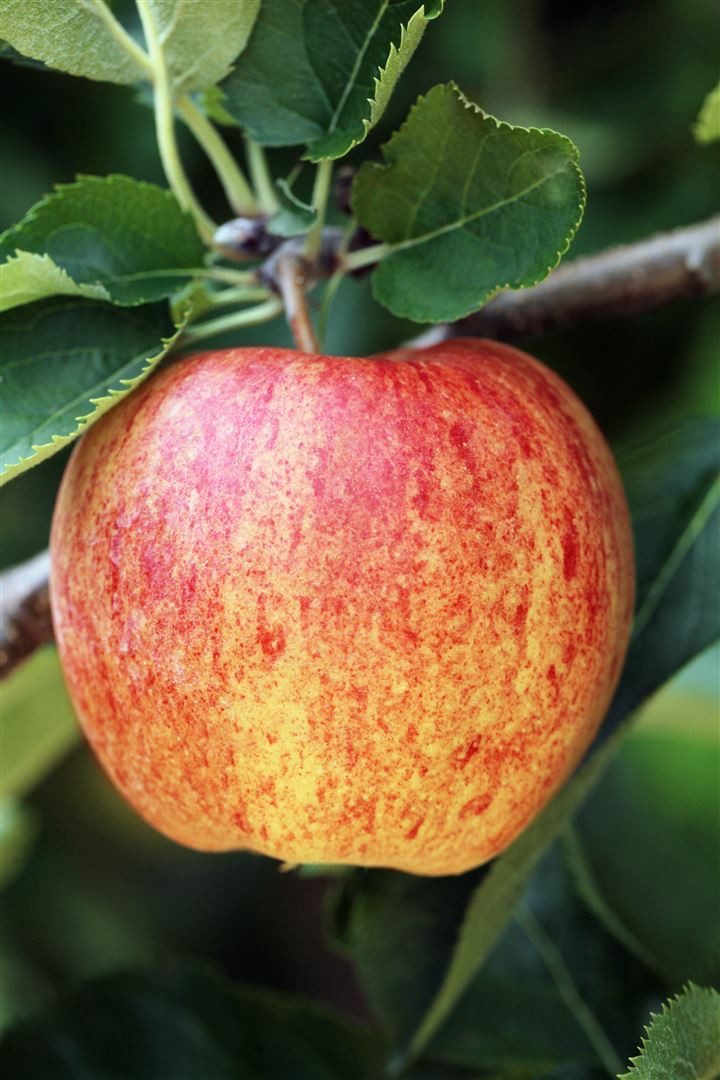 Pflanzen für Dich Obstpflanze Malus 'Ontario', 1 St., Ontario-Apfel, Apfelbaum, großfrüchtig, saftig