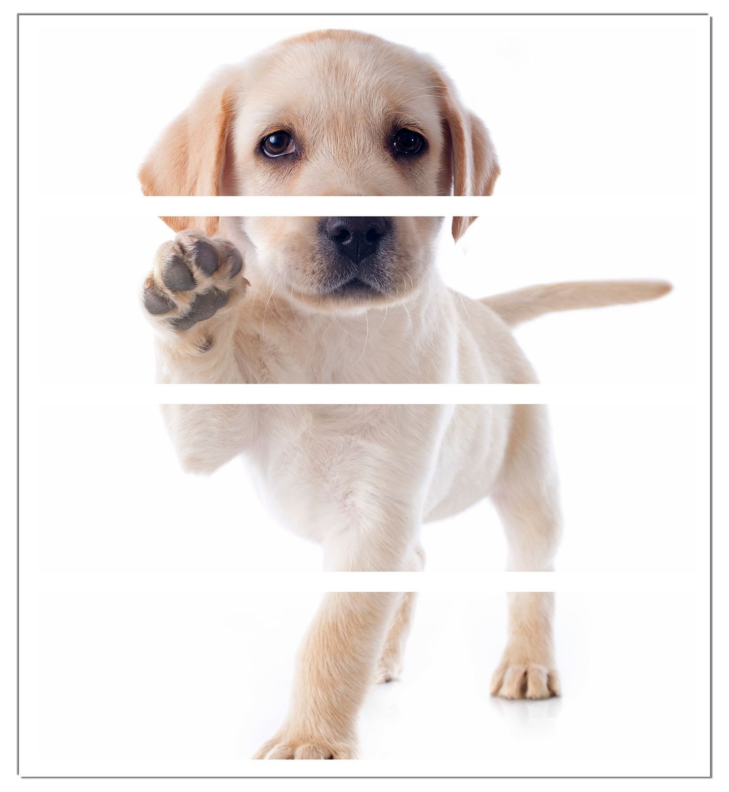Wallario Möbelfolie Süßer Labrador-Welpe sagt Hallo