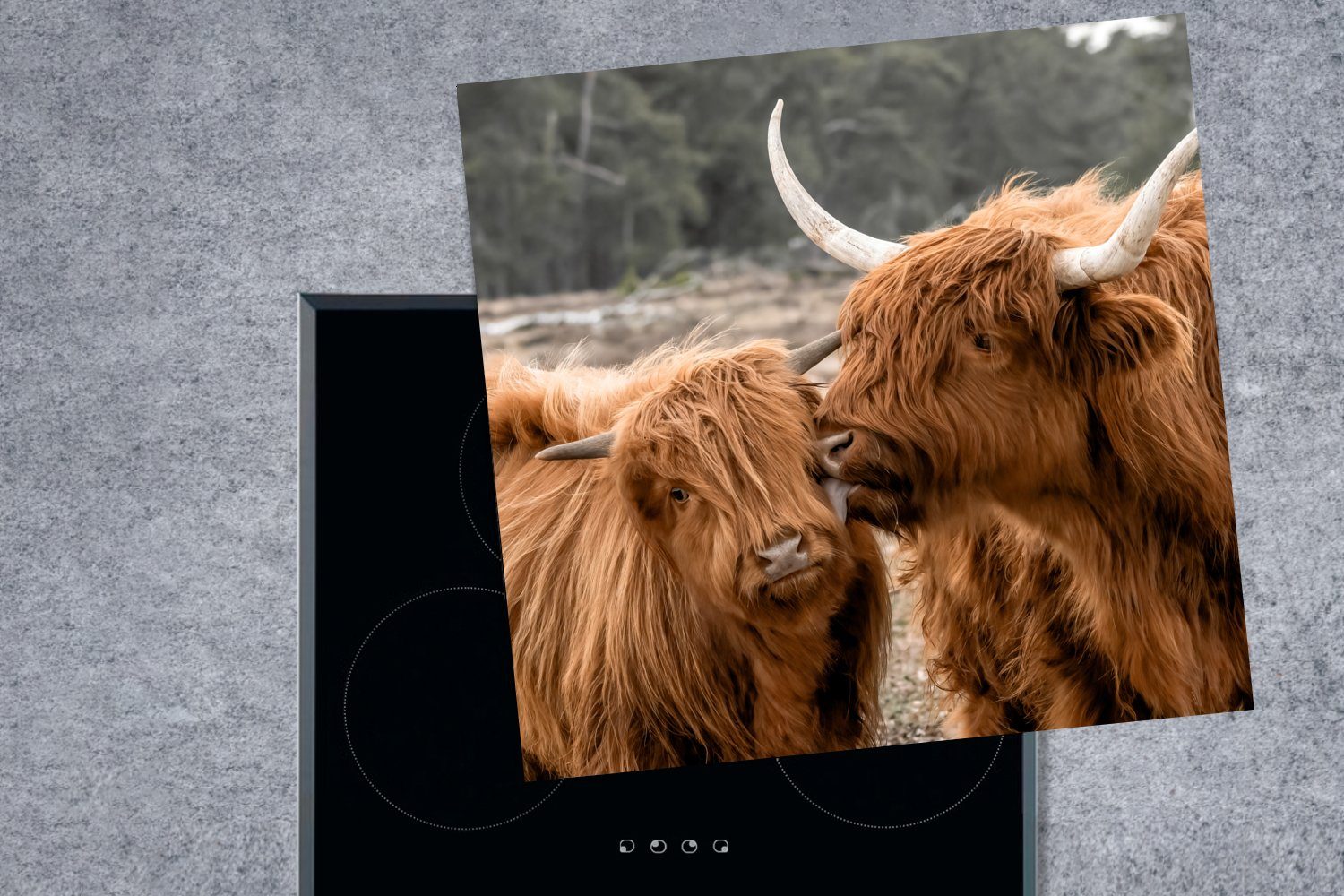 MuchoWow Herdblende-/Abdeckplatte Schottischer Highlander - für cm, küche tlg), Arbeitsplatte 78x78 - Kuh (1 Ceranfeldabdeckung, Vinyl, Tiere