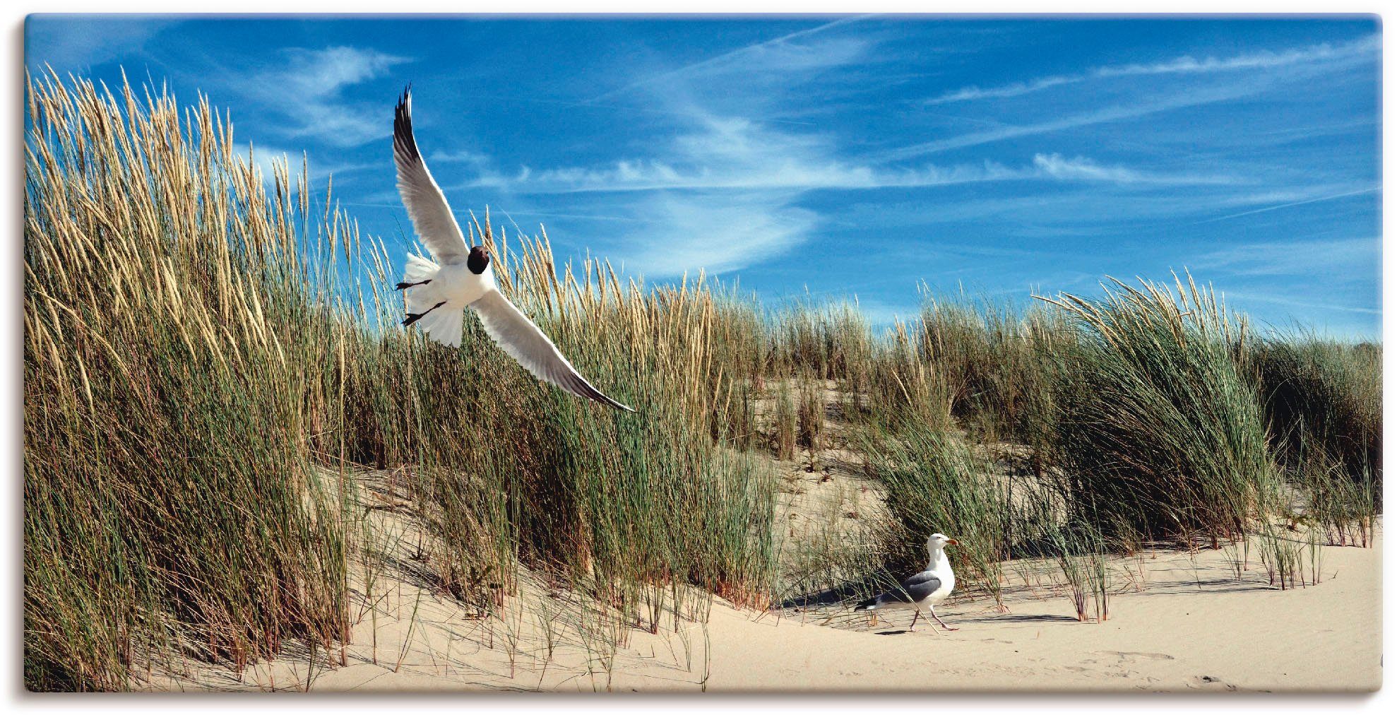Vögel Artland versch. Wandbild Möwe Dünenlandschaft, in Wandaufkleber und in St), Poster Größen Alubild, Seeschwalbe Leinwandbild, (1 oder als