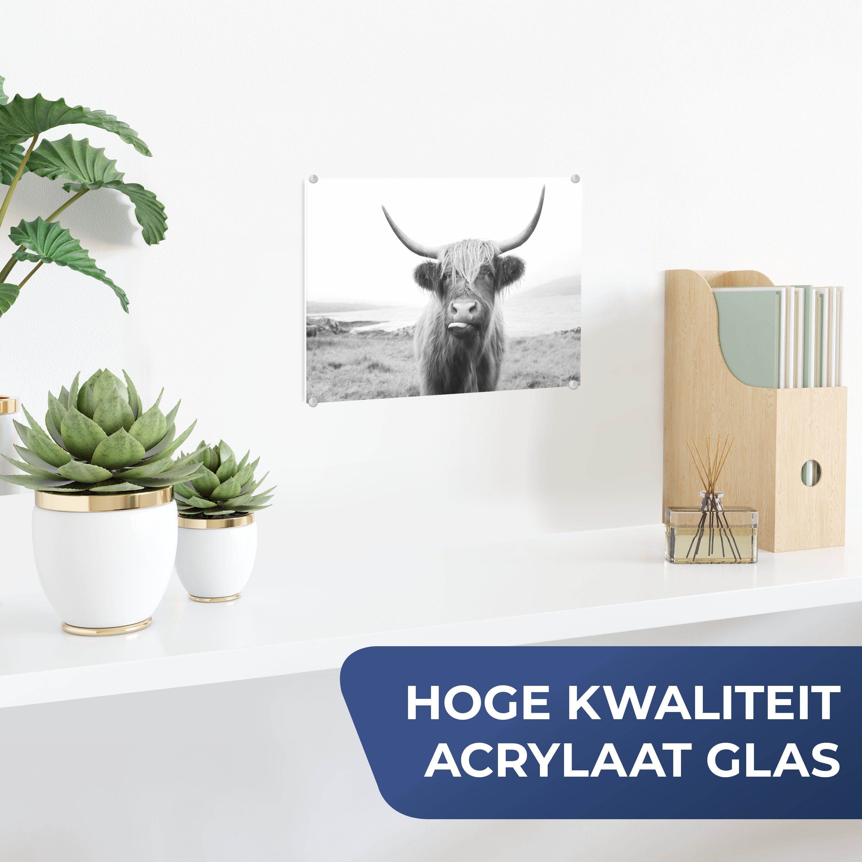 MuchoWow Acrylglasbild Tiere - Schottischer Highlander günstig online kaufen