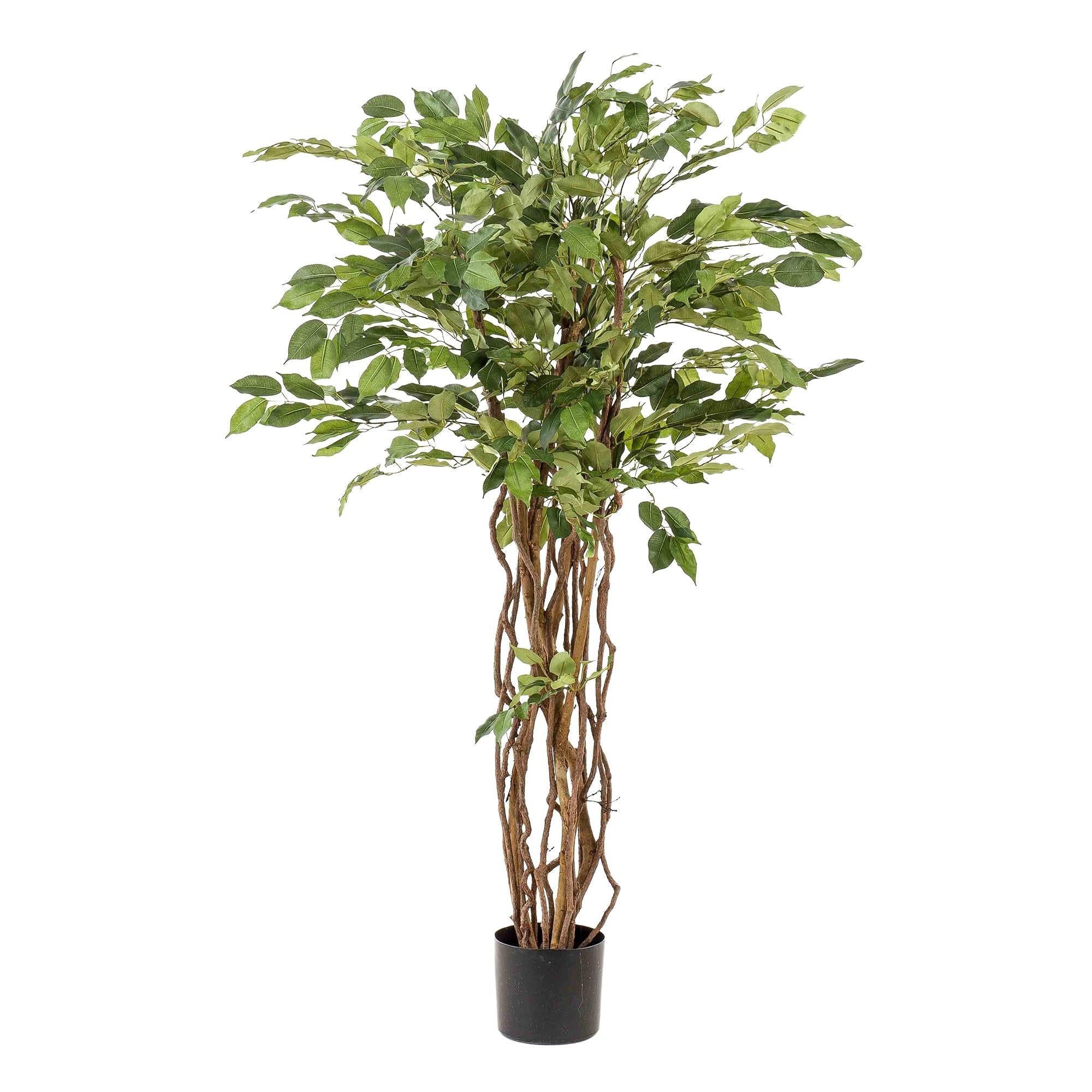 Kunstpflanze Kunstpflanze – Ficus Liana – Geigenfeige – 140 cm – Topf 30 cm Kunstpflanze, Florora, Höhe 140 cm, Täuschend echt, Mit Naturstamm, Mit Einsatztopf