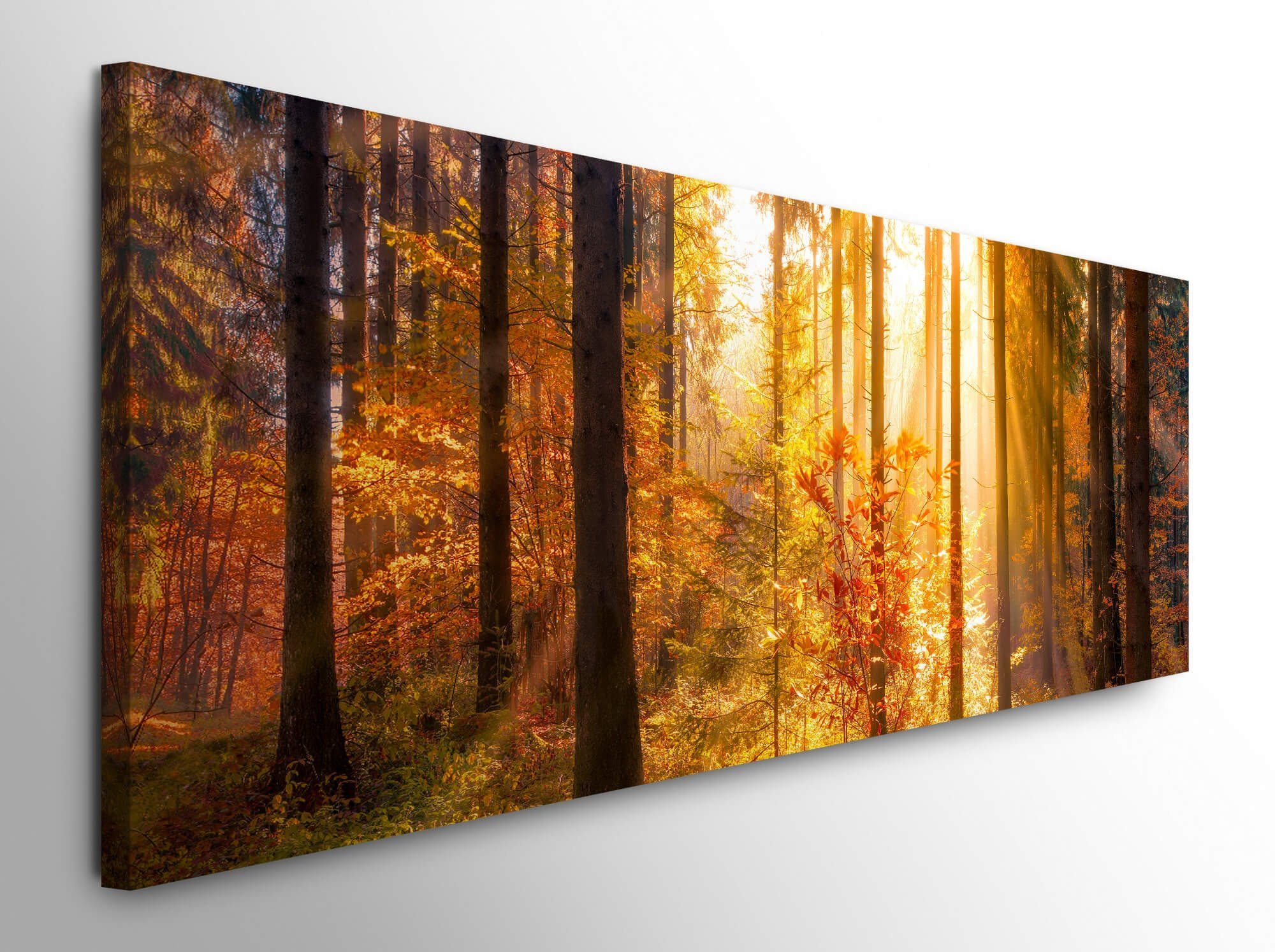 möbel-direkt.de Leinwandbild Bilder XXL Herbstwald mit günstig online kaufen