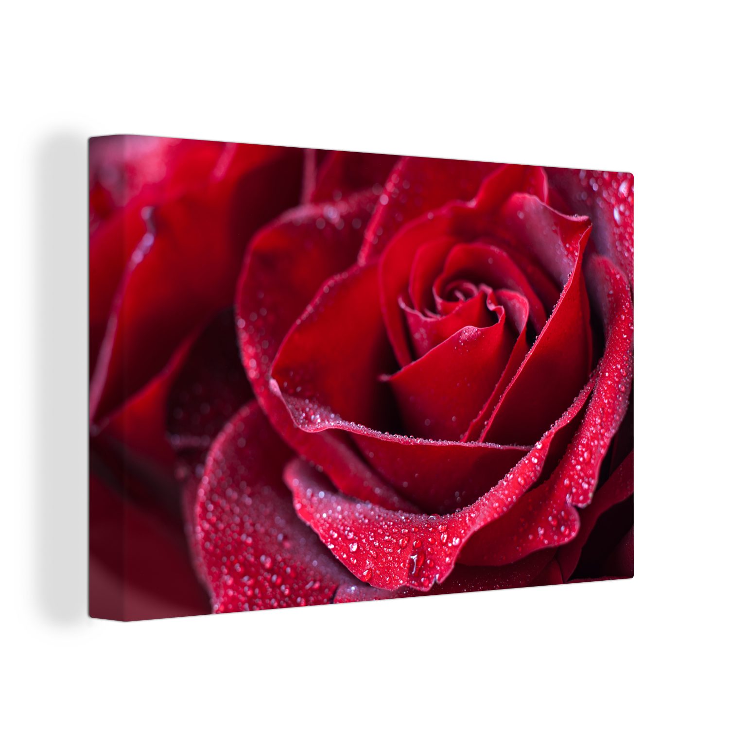 OneMillionCanvasses® Leinwandbild Rose - Rot - Tropfen, (1 St), Wandbild für alle Wohnbereiche, Gemälde, XXL, großes, 120x80 cm