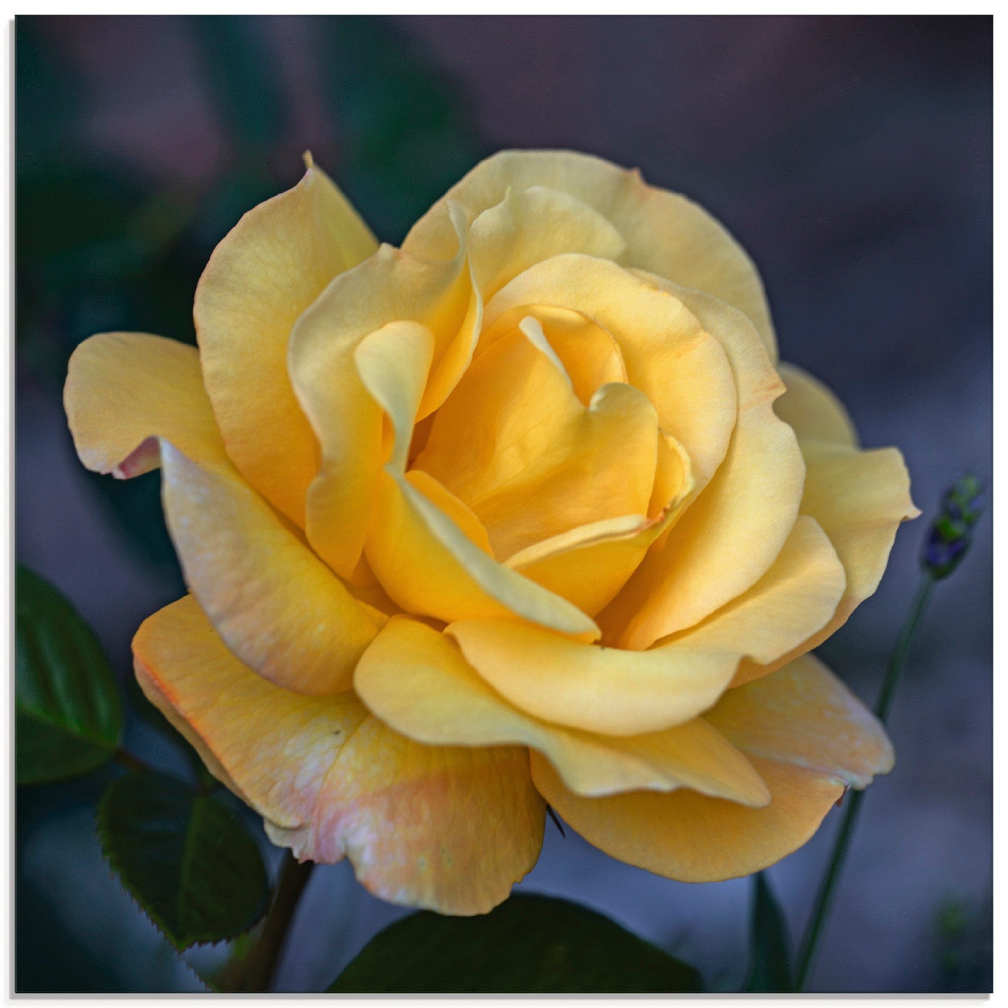 Artland Glasbild Gelbe Rose, Blumen (1 St), in verschiedenen Größen