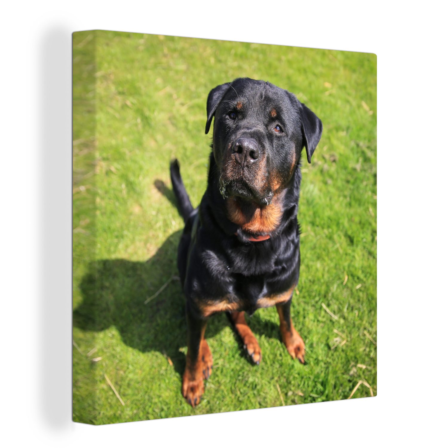 OneMillionCanvasses® Leinwandbild Rottweiler schaut seinen Besitzer an, (1 St), Leinwand Bilder für Wohnzimmer Schlafzimmer