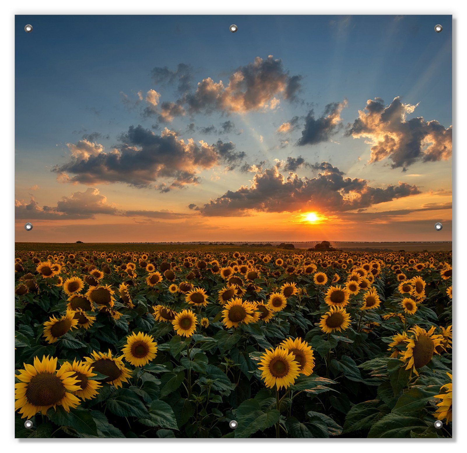 Sonnenschutz Sonnenblumenwiese vor Wolken mit Sonnenuntergang, Wallario, blickdicht, mit Saugnäpfen, wiederablösbar und wiederverwendbar