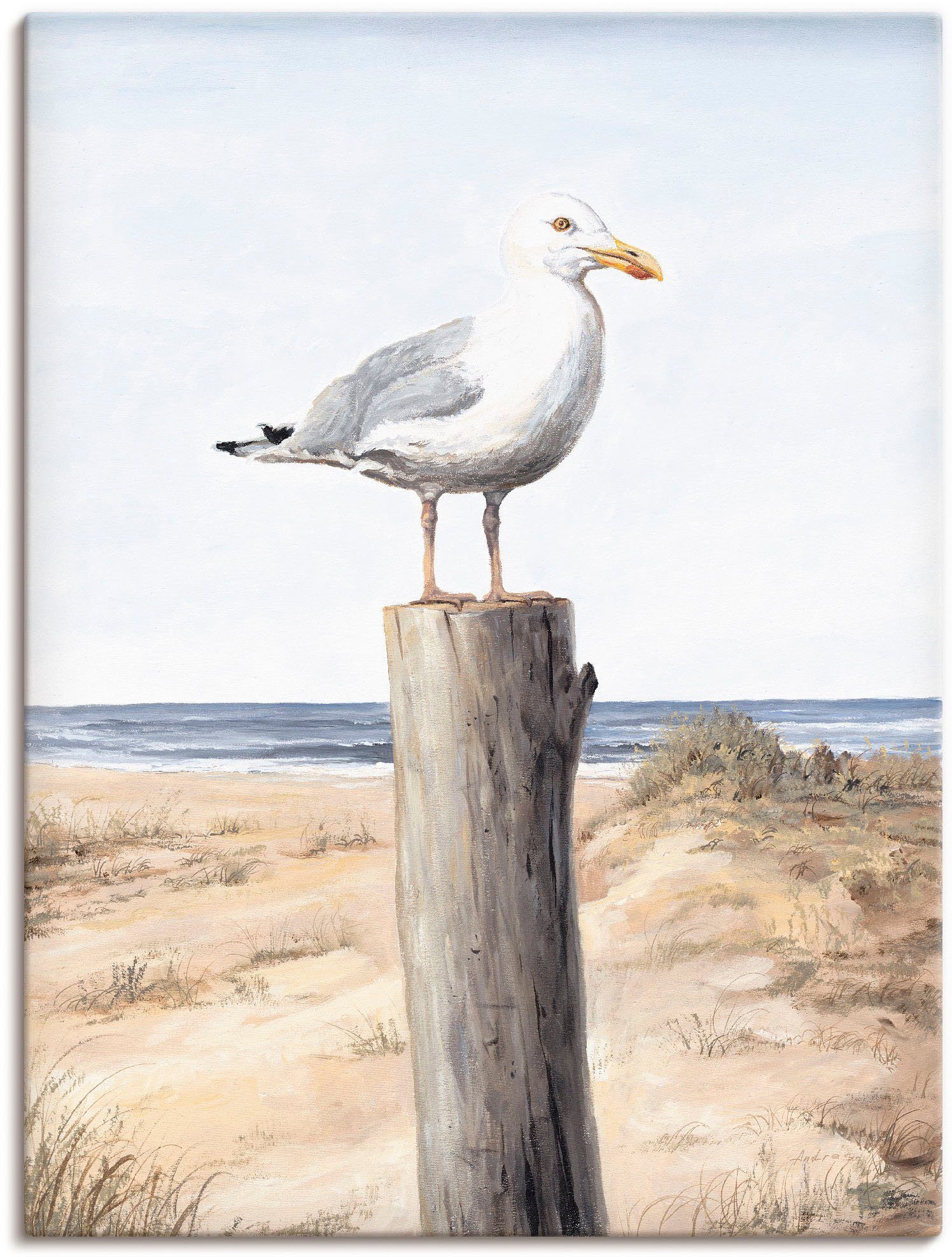 Artland Wandbild Möwe, Vögel (1 St), günstig online kaufen