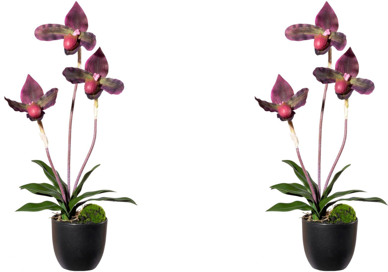 Real-Touch-Blüten green, Höhe bordeaux Creativ Frauenschuh, cm, Orchidee Orchidee mit Frauenschuh Kunstorchidee 45