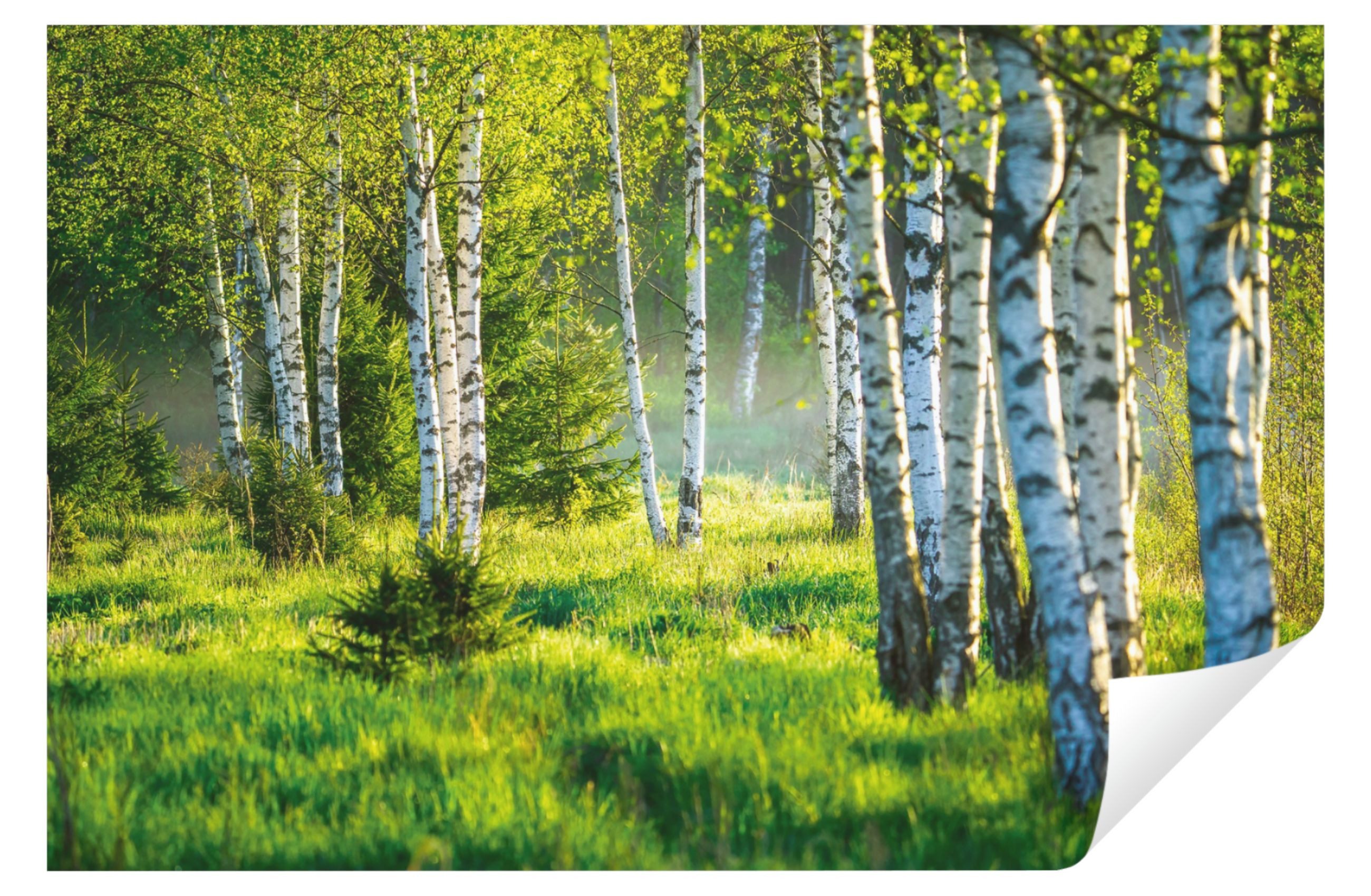 Wallarena Fototapete Wald Birkenwald Birken Sonne 3D EFFEKT Tapete Wohnzimm günstig online kaufen