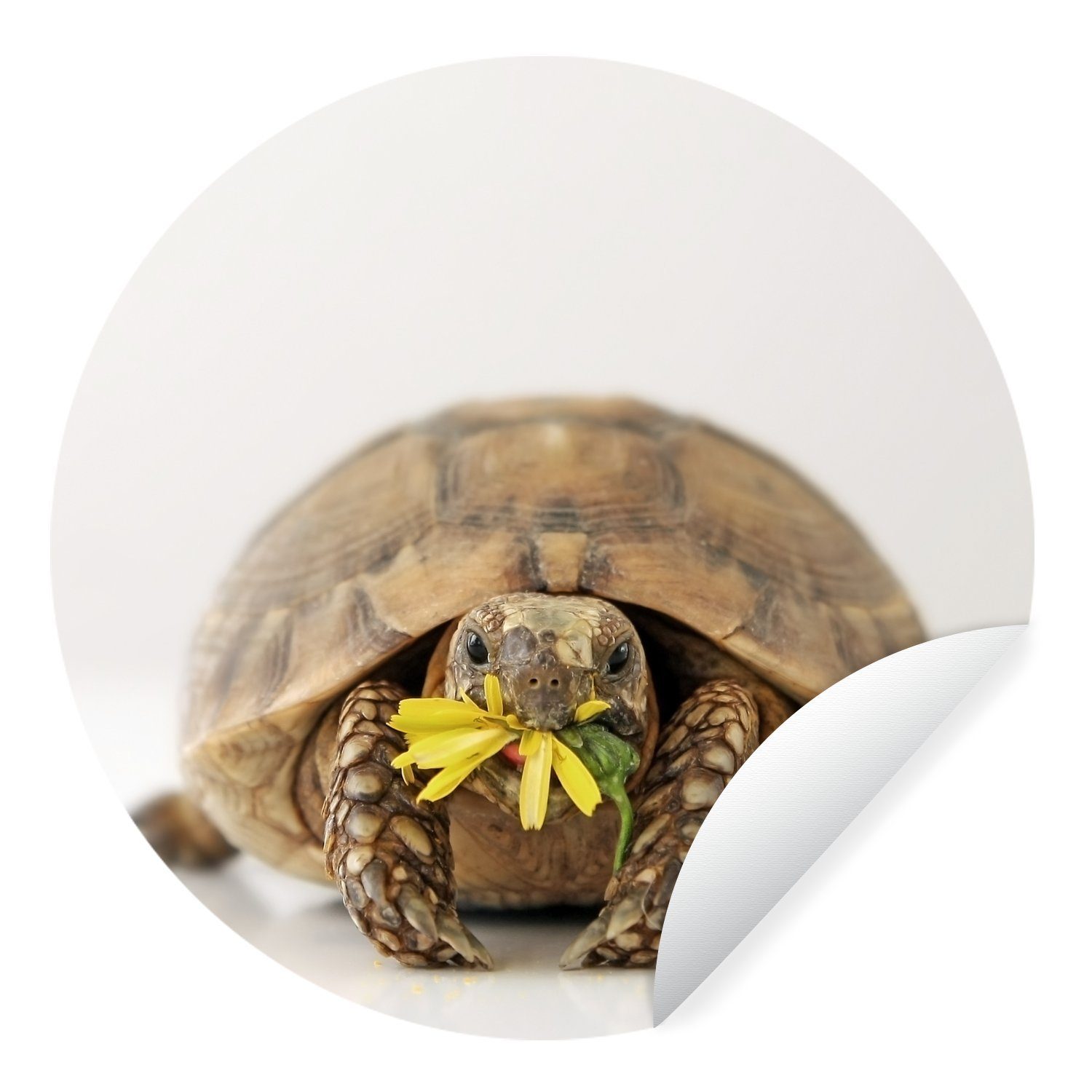 MuchoWow Wandsticker Schildkröte isst Blume vor einem hellen weißen Hintergrund (1 St), Tapetenkreis für Kinderzimmer, Tapetenaufkleber, Rund, Wohnzimmer
