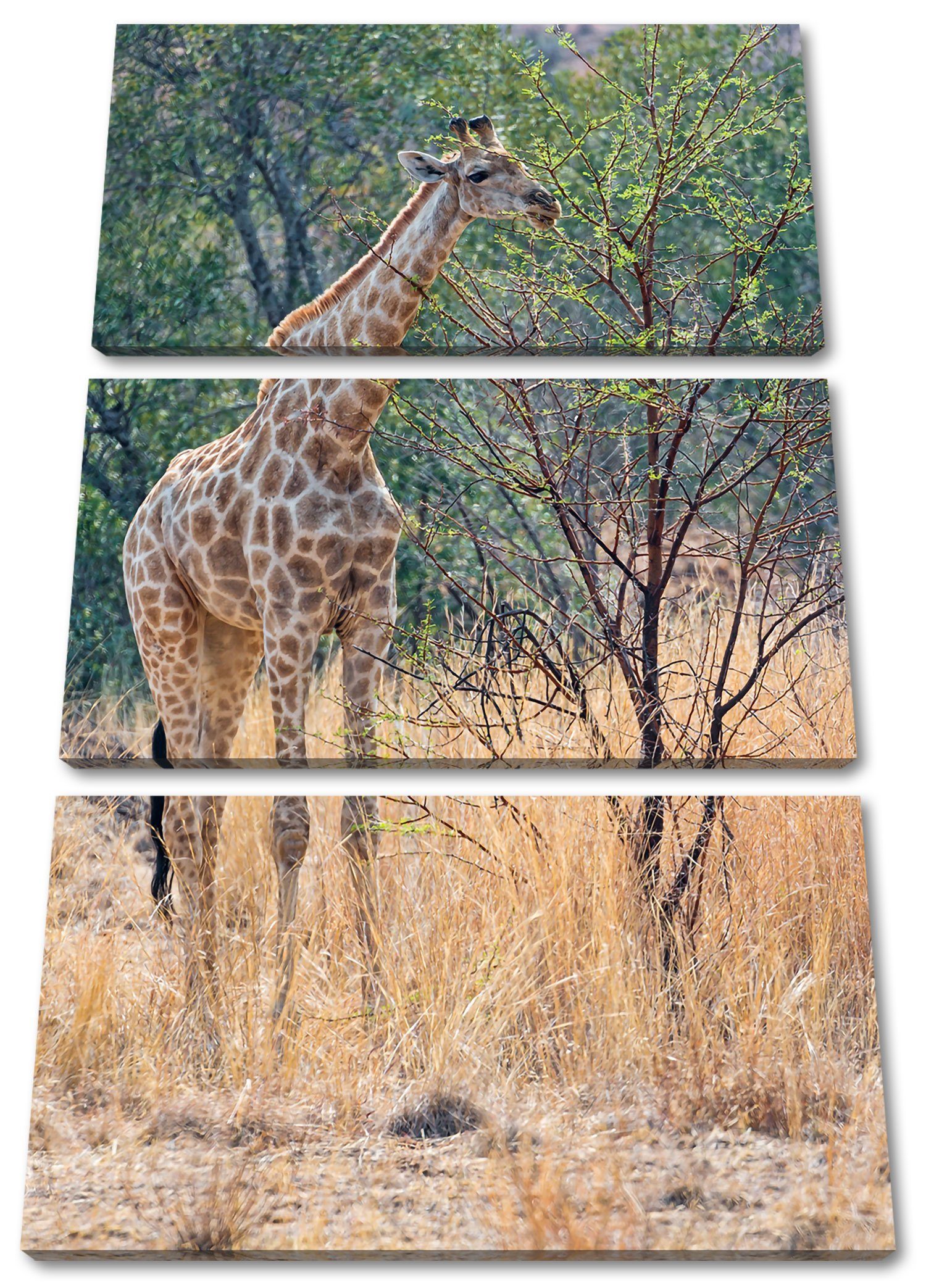 Pixxprint Leinwandbild Giraffe beim Fressen, Giraffe beim Fressen 3Teiler (120x80cm) (1 St), Leinwandbild fertig bespannt, inkl. Zackenaufhänger