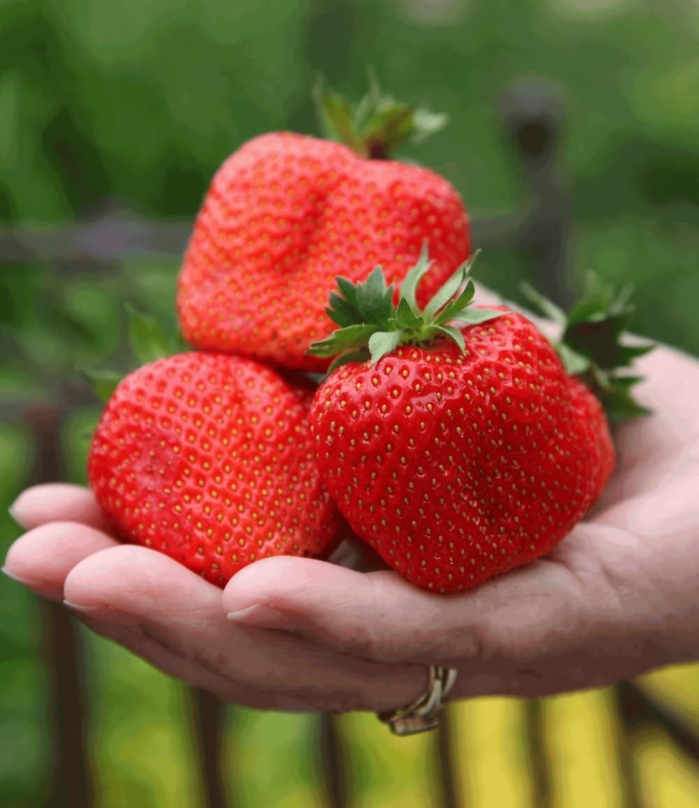 BALDUR Garten Obstpflanze Erdbeere 'Sweet Mary XXL®', 3 St., Fragaria, ertragreich, robust