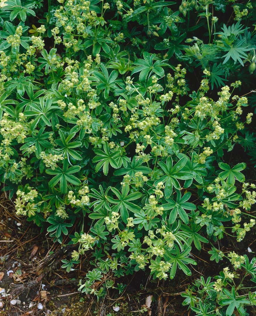 Pflanzen für Dich Staude Alchemilla saxatilis, 1 St., Steinsame-Frauenmantel, Felsen-Frauenmantel