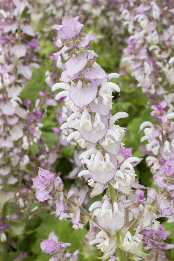 Pflanzen für Dich Staude Salvia sclarea, 1 St., Muskatellersalbei
