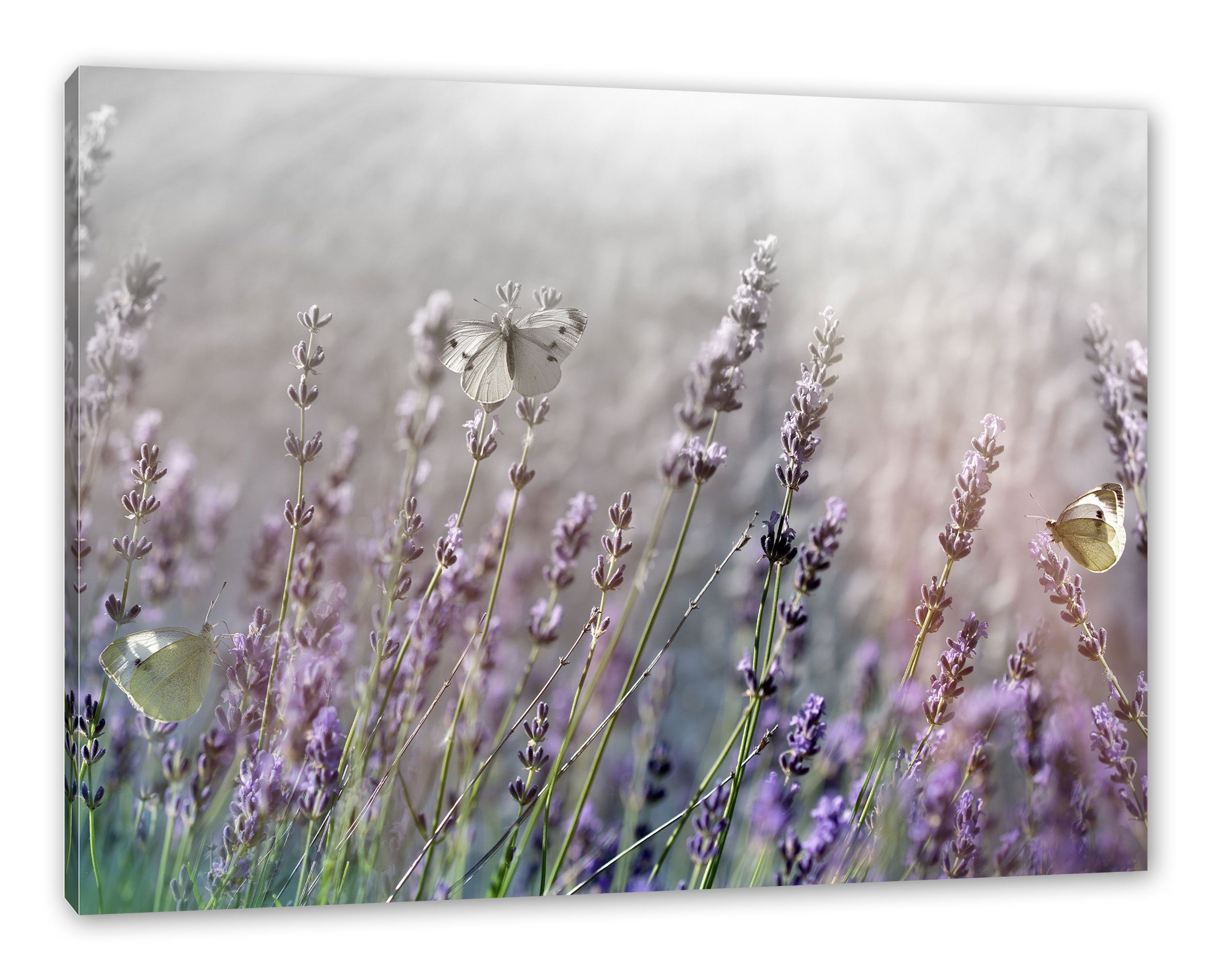auf auf fertig Leinwandbild Zackenaufhänger Lavendelblumen bespannt, Schmetterlinge Lavendelblumen, Schmetterlinge (1 inkl. Pixxprint St), Leinwandbild