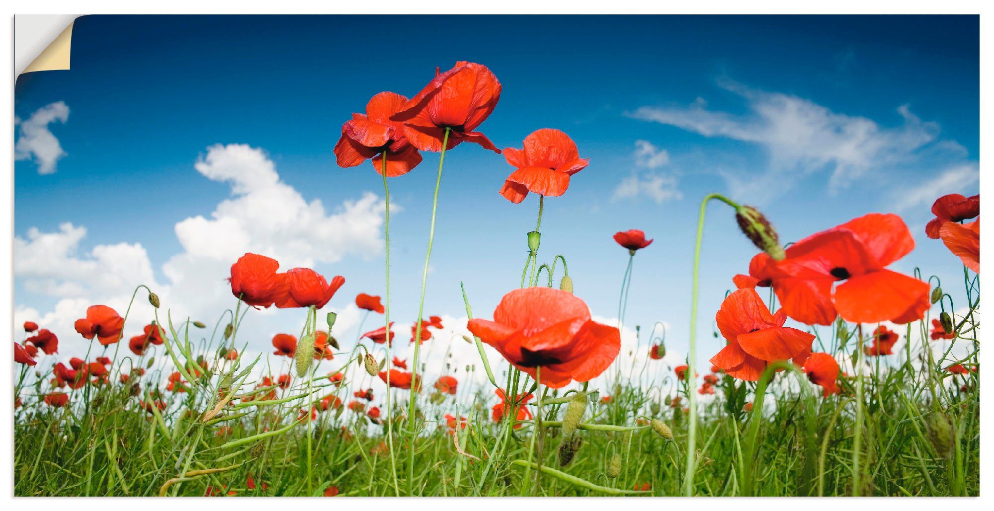 Artland Wandbild Feld mit Mohnblumen unter Himmel, Blumenwiese (1 St), als Alubild, Leinwandbild, Wandaufkleber oder Poster in versch. Größen | Poster