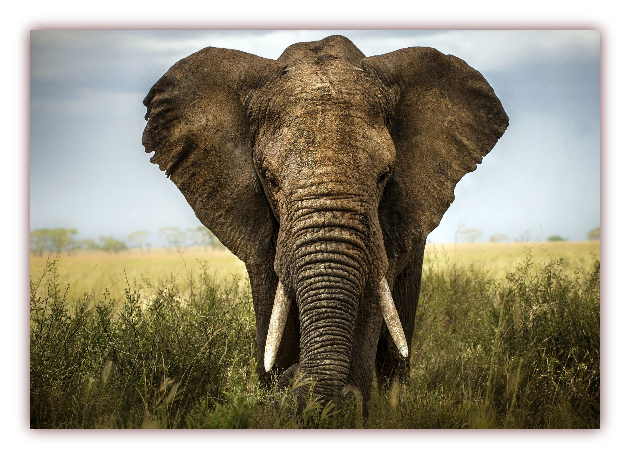 LYSCO Poster XXL Poster 100 x 70cm I Tiere Afrika I Wildtiere I Big five I, Elefant (S-811)