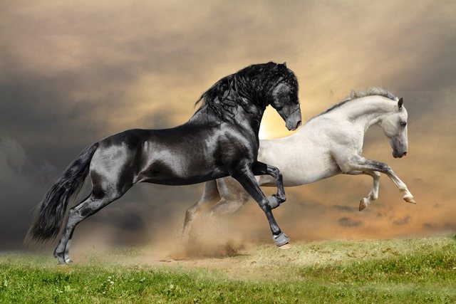 Papermoon Fototapete »Black and White Horses«, glatt-Otto