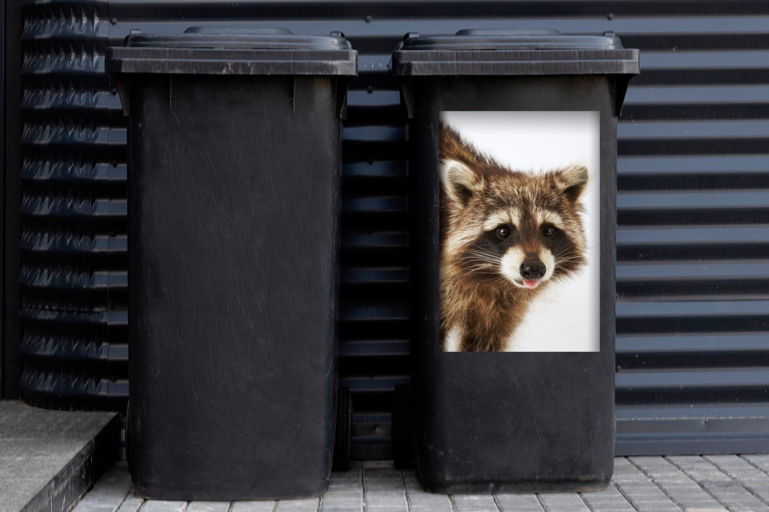 Mülleimer-aufkleber, St), Container, Waschbär MuchoWow (1 Wandsticker Hintergrund auf Abfalbehälter Neugieriger weißem Mülltonne, Sticker,