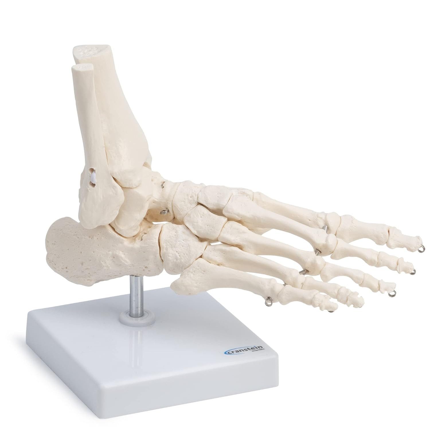 Cranstein Scientific Dekoobjekt Fußskelett Fuß Anatomie Modell lebensgroß mit Schien- und Wadenbeinans
