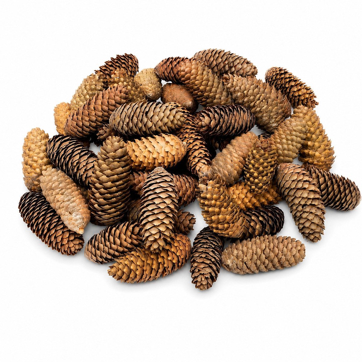 NaDeco Bastelnaturmaterial Fichtenzapfen, Natur, 6-12 cm, 1 kg Picea abies Adventsgesteck