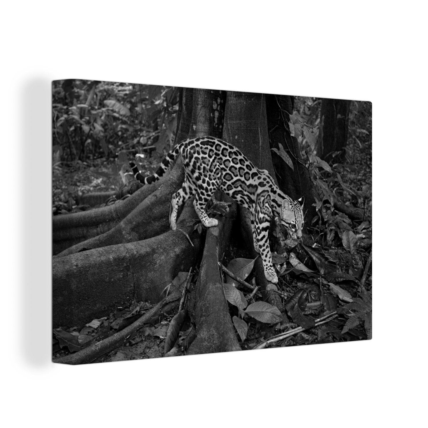 OneMillionCanvasses® Leinwandbild Ozelot im Dschungel von Costa Rica in Schwarz und Weiß, (1 St), Wandbild Leinwandbilder, Aufhängefertig, Wanddeko, 30x20 cm