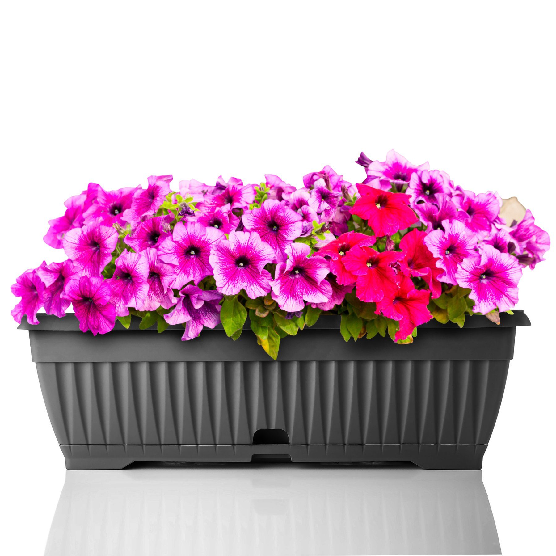 BigDean Blumenkasten 3x Blumenkasten 50 cm mit abnehmbarem Untersetzer Balkonkasten (Set, 3 St., Pflanzkästen), Blumenkasten, Balkonkasten, Pflanzkasten, Mit Un – Bild 3 von 5
