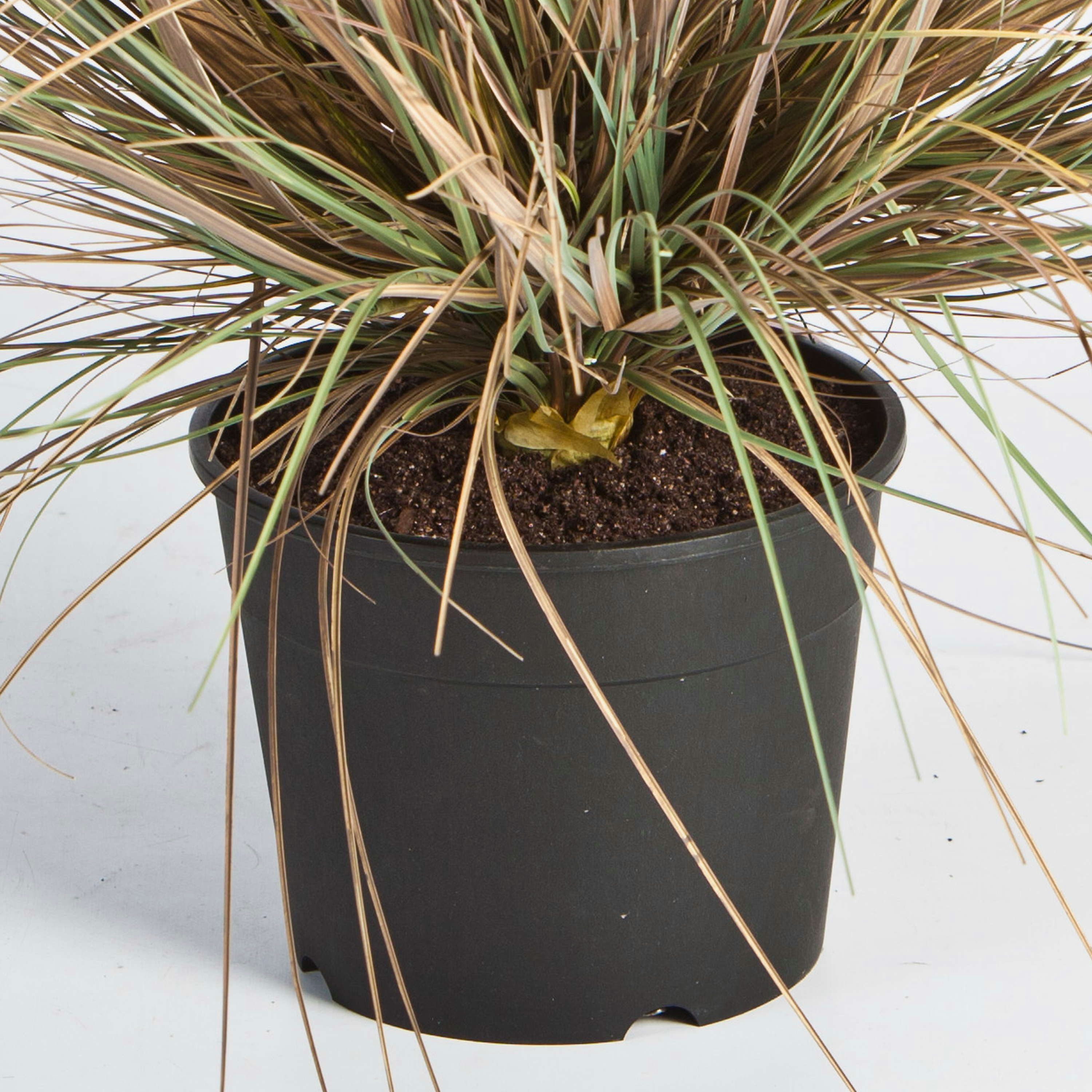 Kunstgras Künstliches Dünengras im Topf, grün-braun, 65cm - Kunstgras Strandhafer, artplants, Höhe 65.0 cm