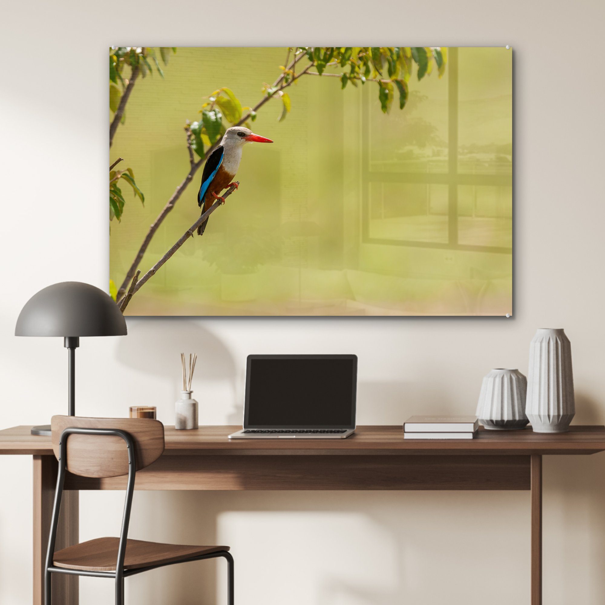 MuchoWow Acrylglasbild Graukopfliest sonnt sich St), einem Acrylglasbilder Wohnzimmer Schlafzimmer (1 & in Baum