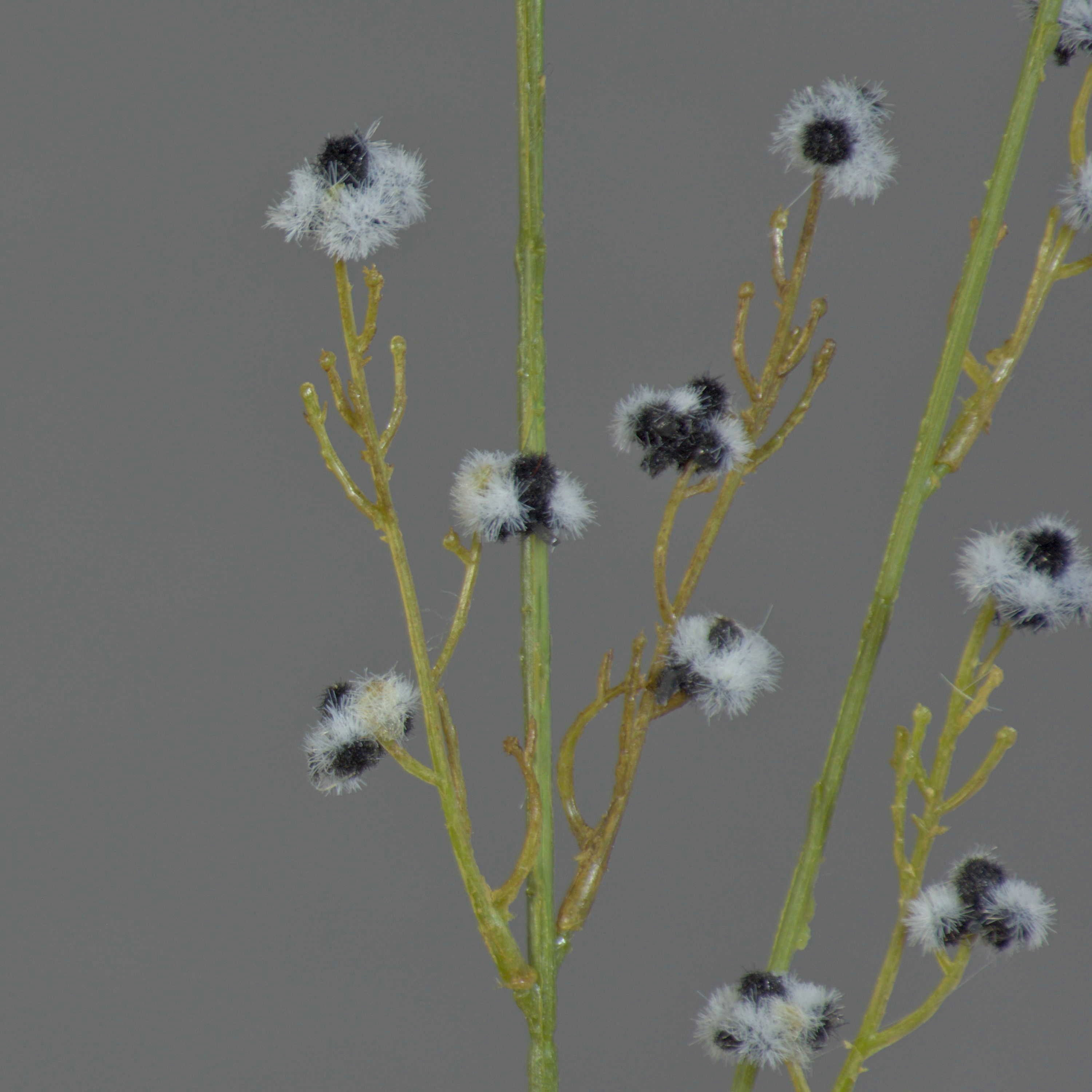 Kunstzweig Künstliche Stirlingia latifolia COLLAN, schwarz-weiß, 85cm Stirlingia, artplants, Höhe 75.0 cm