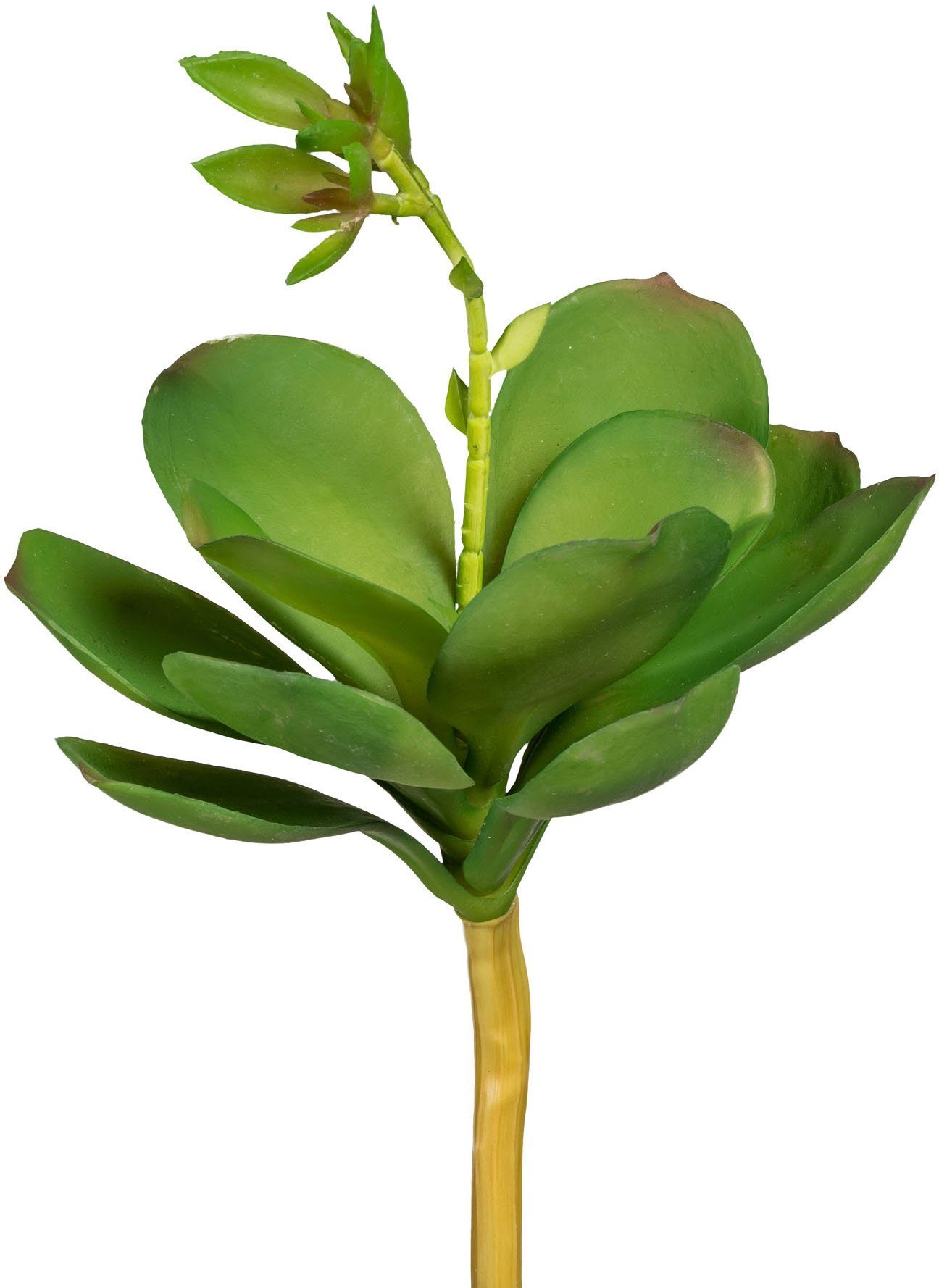 Höhe Creativ green, cm, Kunstpflanze 3er Echeveria mit 25 Blüte Sukkulenten, Set